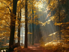 Forestry Trailers